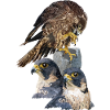Peregrine falcon