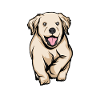 Golden Retriever | Golden Retriever