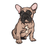Bulldog francese