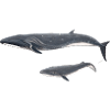 Whale whale Balaenoptera borealis