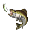 Pikeperch and rubber fish