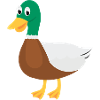 Duck