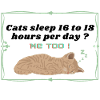 cats sleep