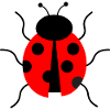 cute lady bug