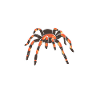 Science Spiders Tarantula Anatomy