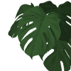 monstera plant