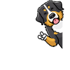 Bernese Mountain Dog Dog