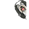 Bearded Collie Dog