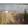 DUCK IN A LAKE