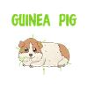 Anatomy of a guinea pig Guinea pig