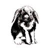 Kaninchen