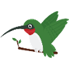 humming-bird