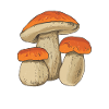 Funghi Funghi Porcini Cercatori di funghi