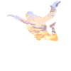 Skydiving Sunset