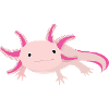 Axolotl