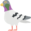 Pigeon