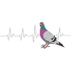 PIGEONS PIGEONS PIGEONS PIGEON