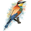 Bee-eater Bird Bird lover Birdwatcher