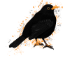 Blackbird Bird Bird Lover Birdwatcher