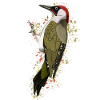 Grünspecht VogelFreund Vogelbeo observer