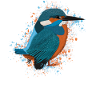 Eisvogel Vogel Vogelfreund Vogelbeobachter