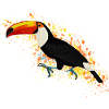 Toucan Bird Bird Lover Birdwatcher