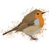 Rotkehlchen Vogelfreund Vogelbeo observer