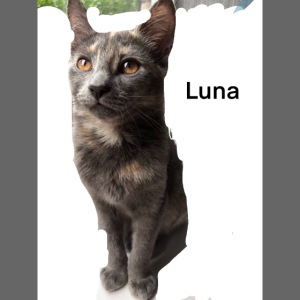 Luna The Kitten and Quote Combination