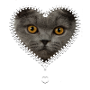 British Shorthair Cat Lovers