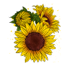 Solsikke tegning nuttet blomst havearbejde