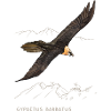 Bearded Vulture - Gypaetus barbatus