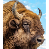 Wisent