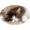 Sleeping cat