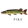 The Pike / der Hecht