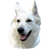 White Shepherd