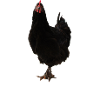 Hühnerflüsterer