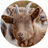 Happy Goat