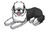 Old English Sheepdog Chien Bobtail