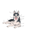 Alaskan Malamute Funny Dog Proprietario