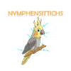 Nymphensittich
