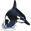 Orca Killerwal Schwertwal Sprung