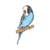 Budgerigar