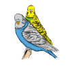 Budgerigar