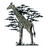 Giraffe Afrika