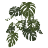 MONSTERA PARENT
