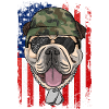 Bouledogue anglais