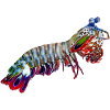 Mantis-Shrimp
