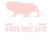 Naked Mole Rats Nacktmull
