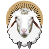 SHEEP SHEEP Sheep Lamb