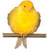 cute canary with yellow feathers